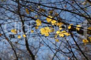 Bright autumn leaves on tree branches in the forest