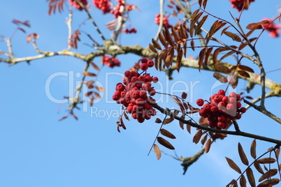 Red rowan berries on the rowan tree branches