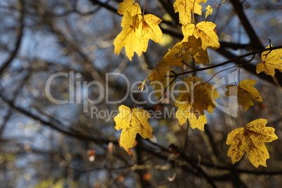 Bright autumn leaves on tree branches in the forest