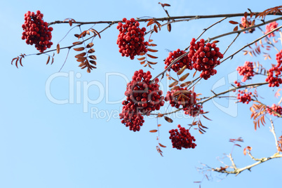 Red rowan berries on the rowan tree branches