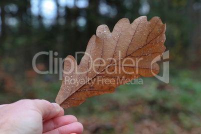 Wet fallen sheet of oak in hand