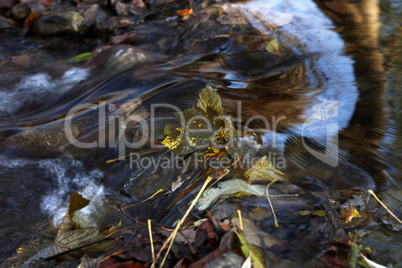 Fallen leaf in the fast waters of the stream