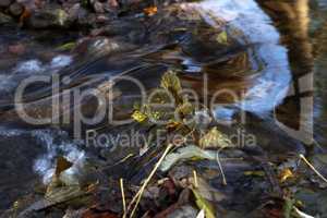 Fallen leaf in the fast waters of the stream