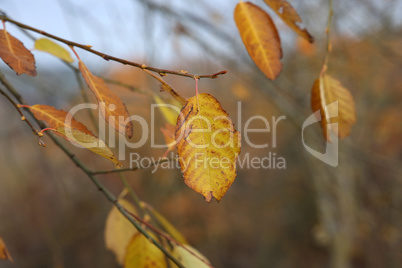 Bright autumn leaves on tree branches in the forest