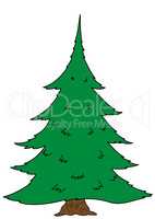 Big spruce