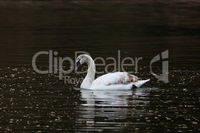 Lonely white swan floating on the river