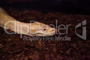 Albino Burmese python snake Python bivittatus