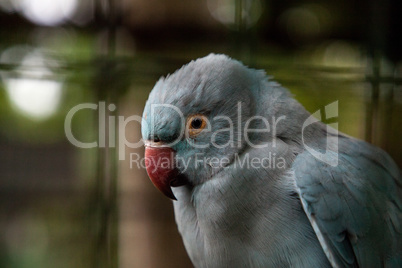Blue Indian ringneck parakeet Psittacula krameri is a morph