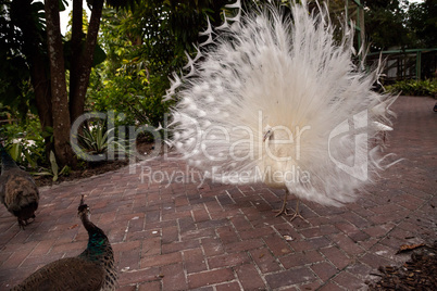 Displaying male white peacock Pavo cristatus attempts to chase o