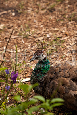 Resting female Indian peafowl Pavo cristatus crouches on the gro