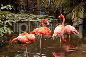 Wading pink Caribbean flamingo birds Phoenicopterus ruber