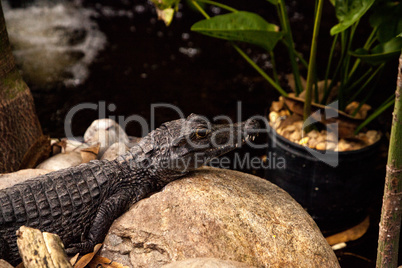 Juvenile American alligator also called Alligator mississippiens
