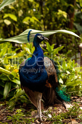 Blue Resting male Indian peacock Pavo cristatus crouches on the