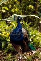Blue Resting male Indian peacock Pavo cristatus crouches on the