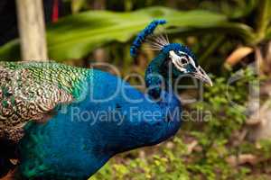 Blue Resting male Indian peacock Pavo cristatus crouches on the