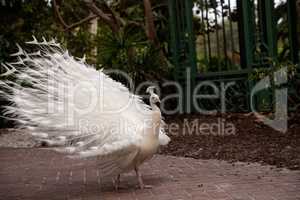 Prancing male white peacock Pavo cristatus