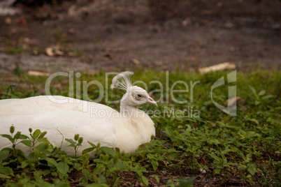 White Resting male Indian peafowl Pavo cristatus