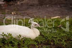 White Resting male Indian peafowl Pavo cristatus