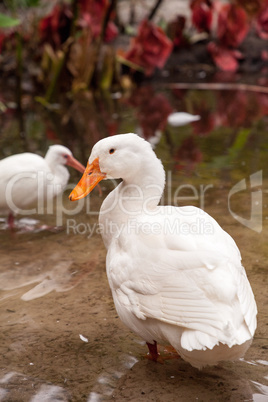 White snow goose Anser caerulescens wades in a pond