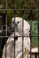 Funny White crested cockatoo Cacatua alba in captivity
