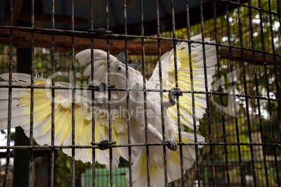 Funny White crested cockatoo Cacatua alba in captivity