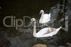 Pair of white swans floating on the river