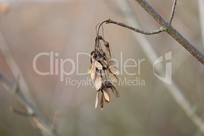 dry maple seeds hanging on a branch in the autumn season