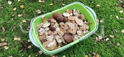 A basket of freshly picked mushrooms stands in the grass