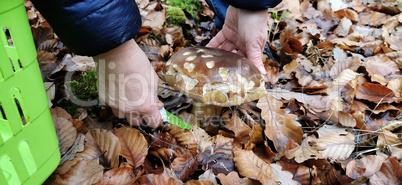 Mushroom picker cuts mushrooms with a knife