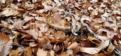 Beautiful boletus among the autumn leaves in the forest