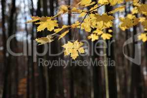 Bright autumn leaves on tree branches in the forest