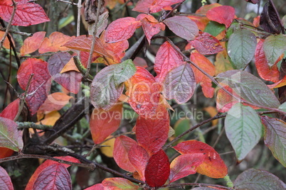 Bright red leaves in the forest in autumn