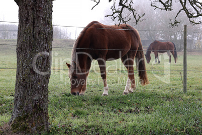 Horses on pasture in the early foggy morning