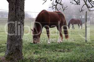 Horses on pasture in the early foggy morning