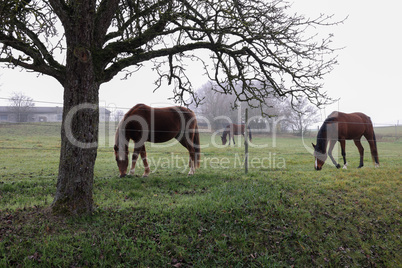 Horses on pasture in the early foggy morning