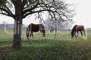 Horses on pasture in the early foggy morning