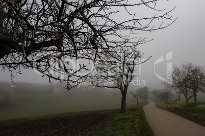 Landscape with fog in an early frosty morning