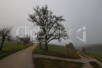 Landscape with fog in an early frosty morning