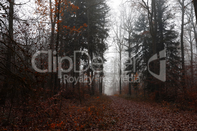 Late autumn in the forest on a foggy morning