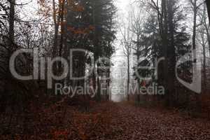 Late autumn in the forest on a foggy morning