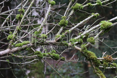 Moss and lichens grow on tree branches in the forest