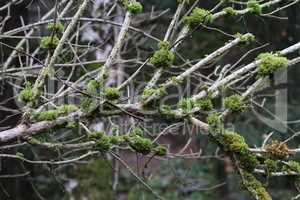 Moss and lichens grow on tree branches in the forest