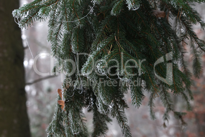 The branches of the needles in the forest are covered with frost