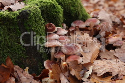 Autumn mushrooms grow in the forest on a stump