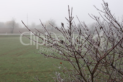 Frost on the branches of bushes on a frosty morning