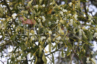 White mistletoe plant hanging on the branch