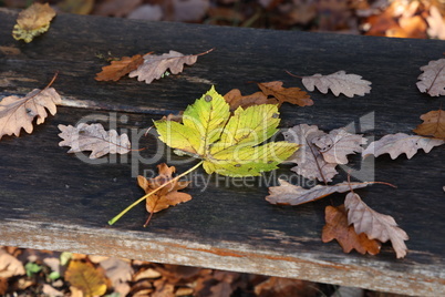 Yellow maple leaves falling on a park bench in autumn