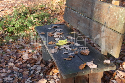 Yellow maple leaves falling on a park bench in autumn