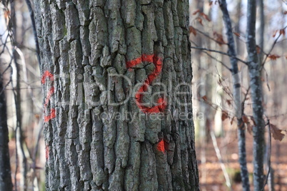 Question mark in red paint on tree bark