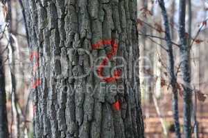 Question mark in red paint on tree bark